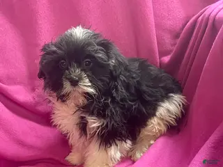 Shih Tzu dogs Trudy - Ad 27