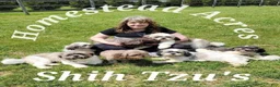 Miniature Poodle dogs for sale: Miniature Poodle Puppy 6 - Ad 3