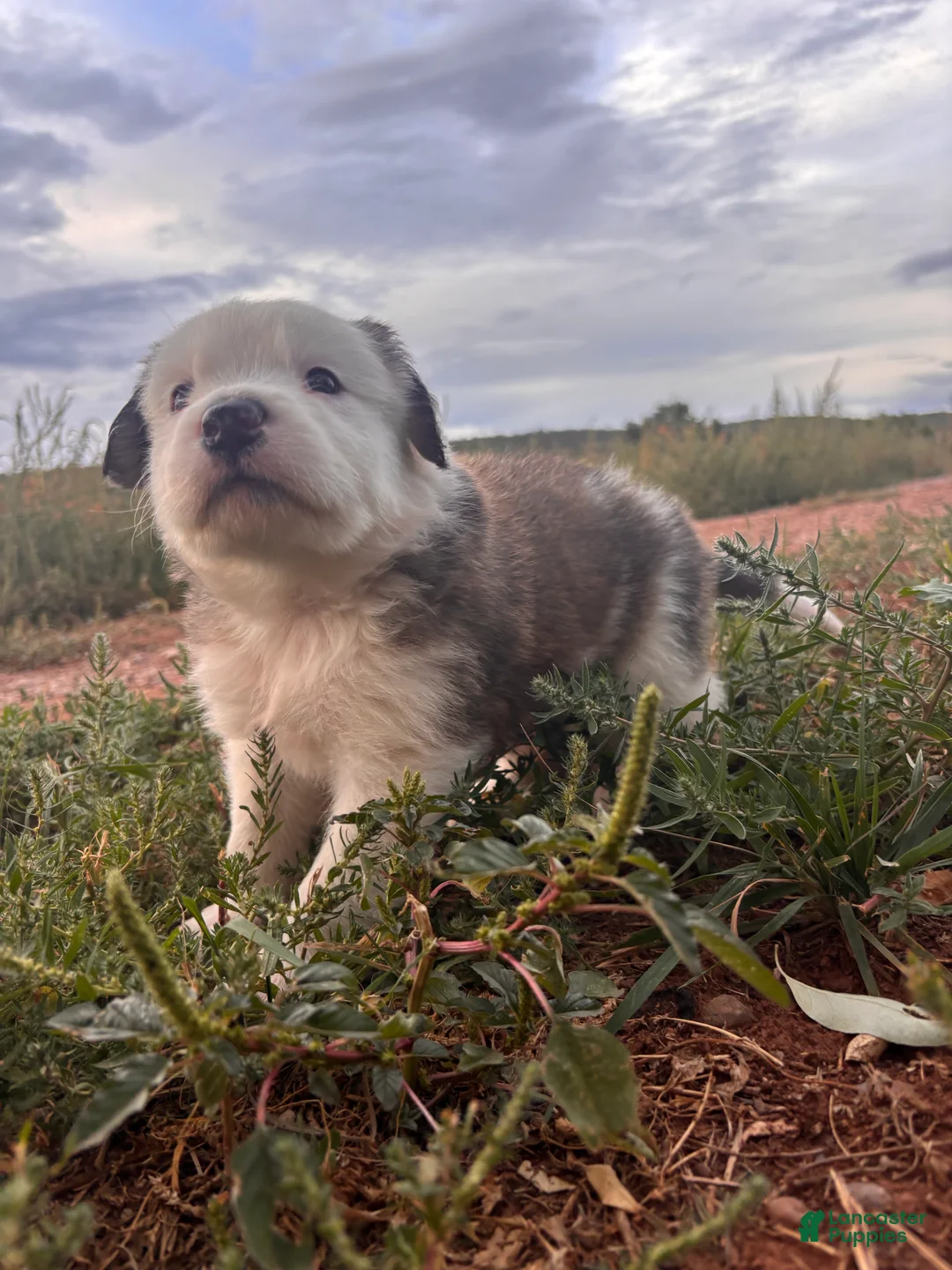 Mixed Breed dogs for sale: Little Jo - Ad 2