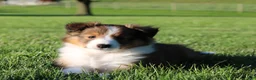 Shetland Sheepdog dogs for sale: Sibelius - Ad 4