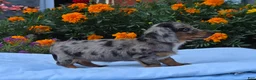 Miniature Dachshund dogs for sale: Lily - Ad 2