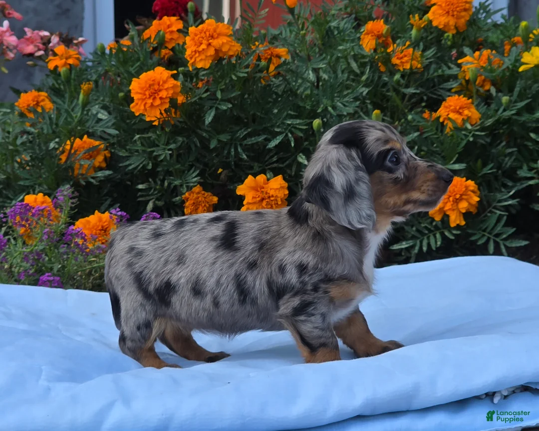 Miniature Dachshund dogs for sale: Lily - Ad 2
