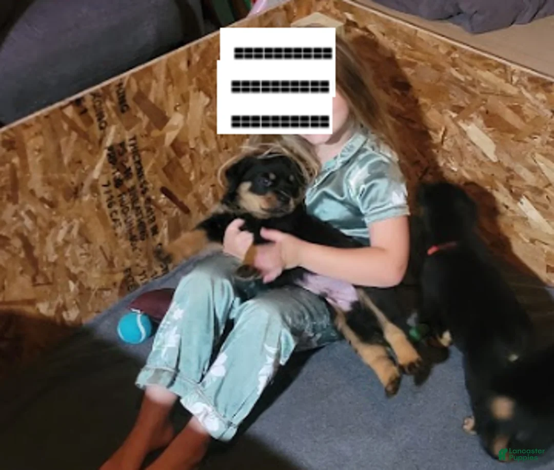 Rottweiler dogs for sale: Rottweiler- Male "No collar" - Ad 2