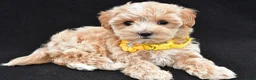 Maltipoo dogs for sale: Amber - Ad 1