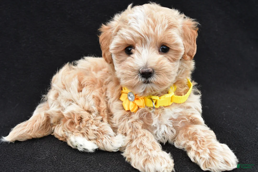 Maltipoo dogs for sale: Amber - Ad 1
