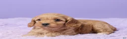 Cavapoo dogs for sale: Ashley - Ad 4