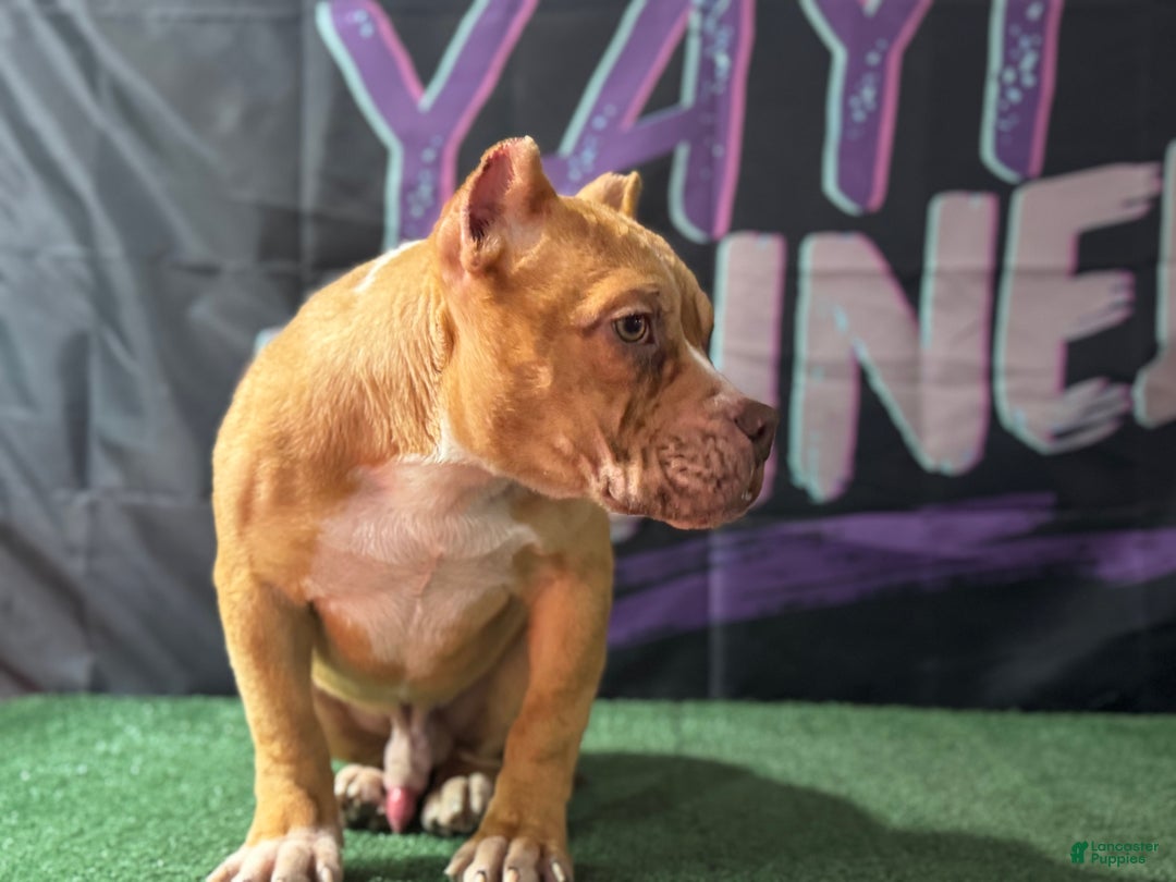 American Bully dogs for sale: Chocolate Fawn Merle - Ad 5