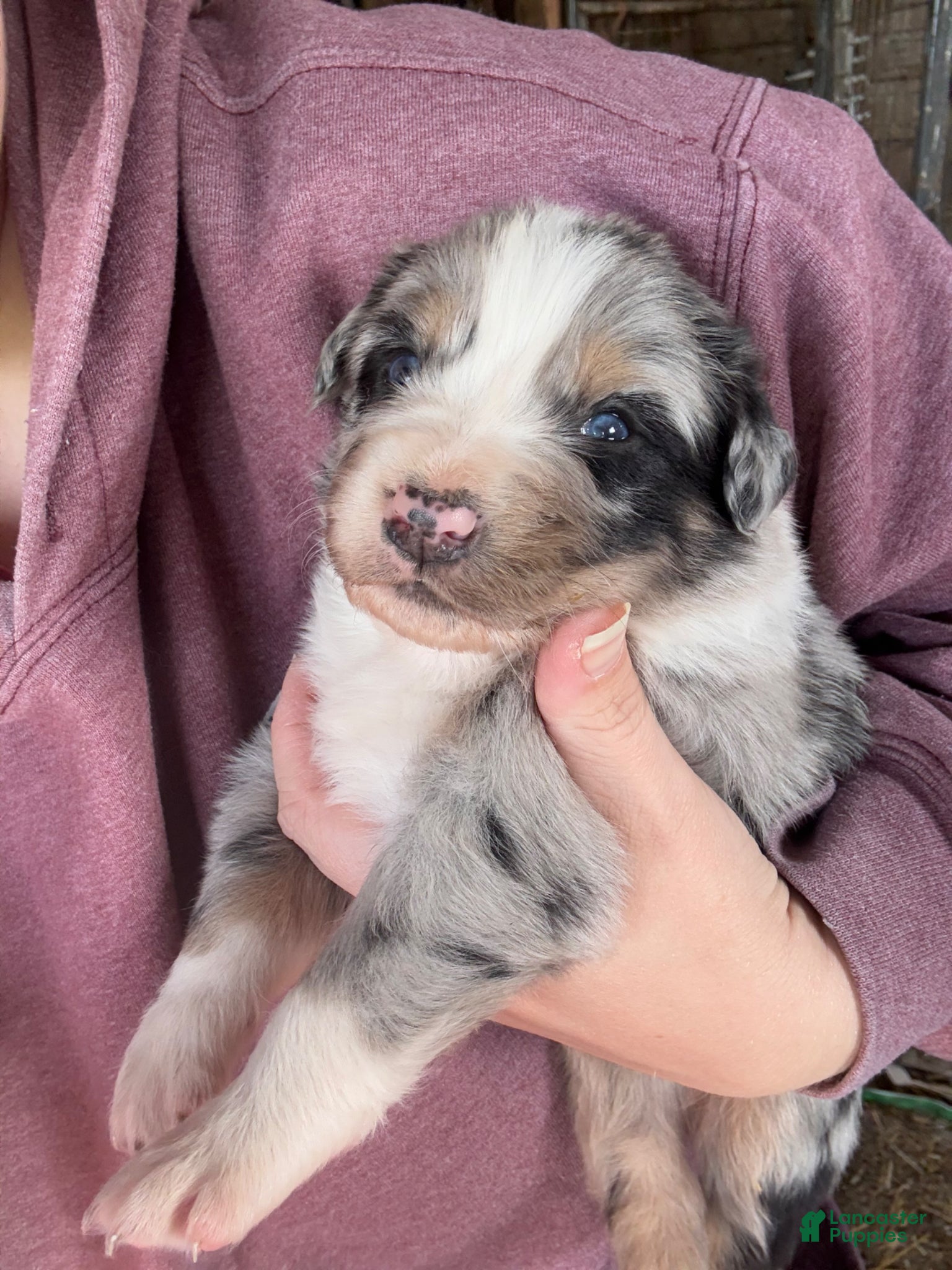 Australian Shepherd dogs Australian Shepherd Puppy 1 - Ad 2