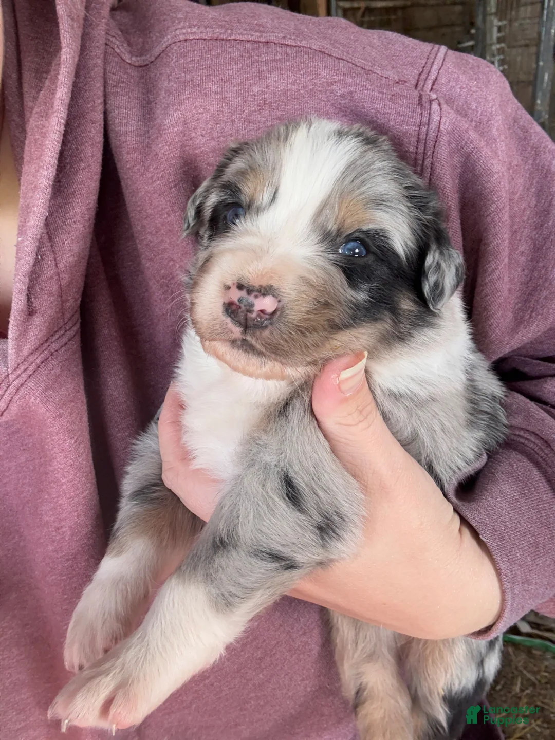 Australian Shepherd dogs for sale: Australian Shepherd Puppy 1 - Ad 2