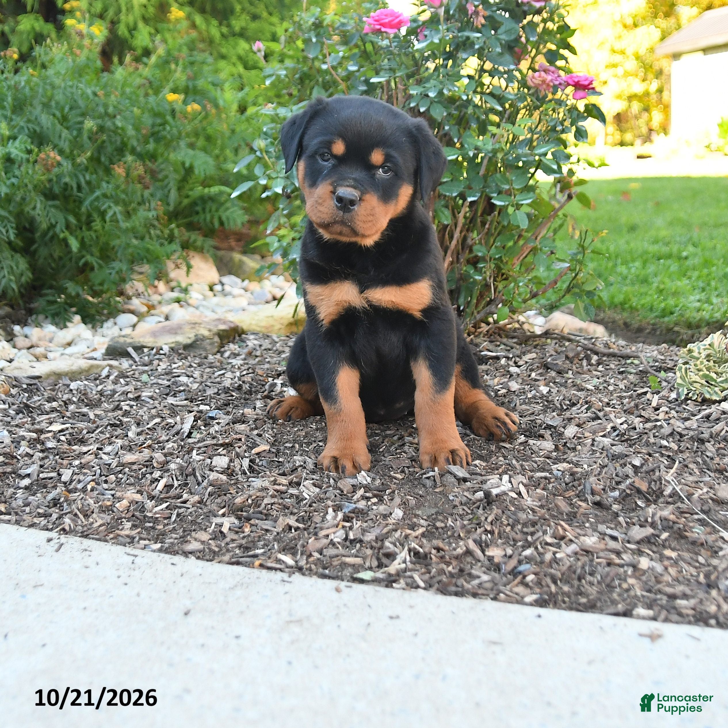 Rottweiler dogs Sky - Ad 1