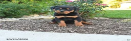 Rottweiler dogs for sale: Sky - Ad 1
