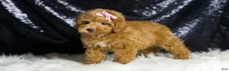 Toy Poodle dogs for sale: Patience - Ad 5