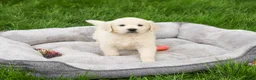 Golden Retriever dogs for sale: Delaney  - Ad 1