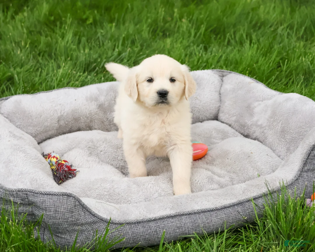 Golden Retriever dogs for sale: Delaney  - Ad 1