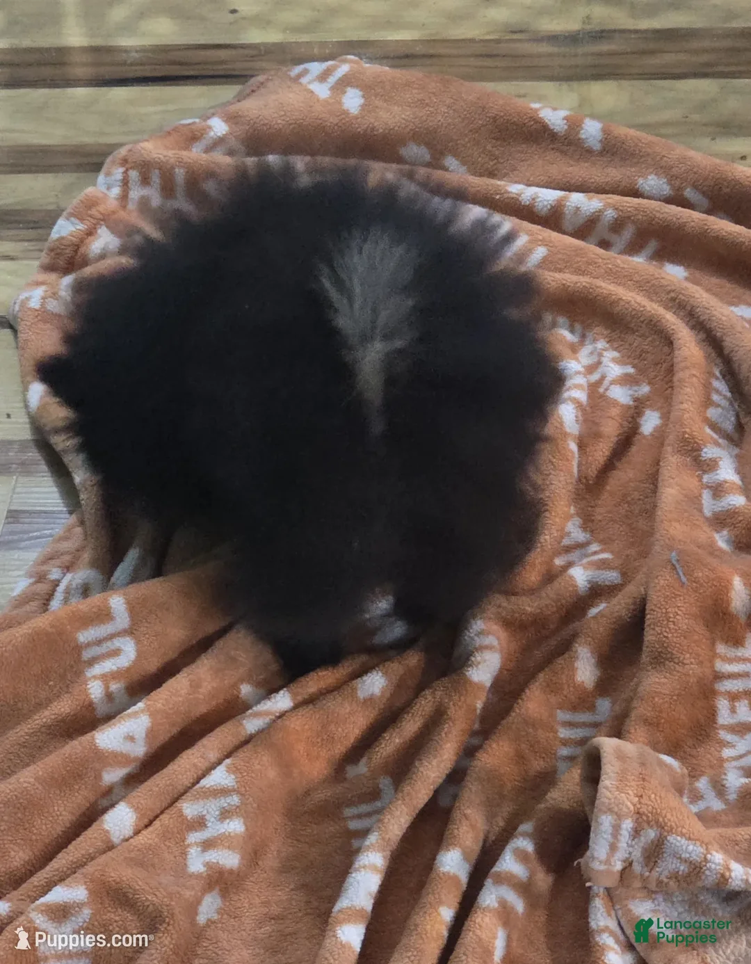 Pomeranian dogs for sale: Akc bear  - Ad 2