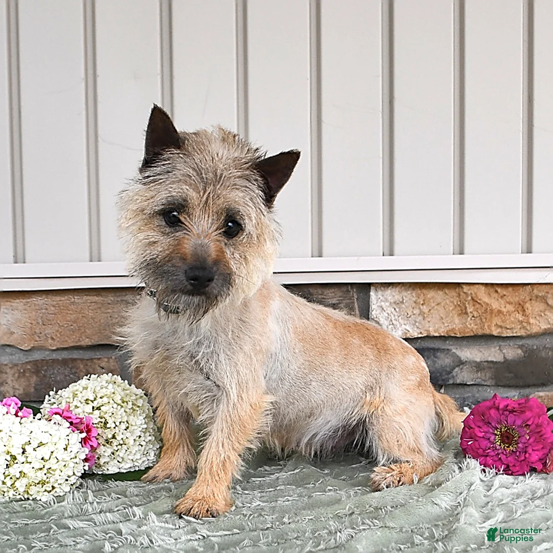 Cairn Terrier dogs for sale: Tundra - Ad 6
