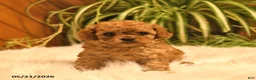 Cavapoo dogs for sale: Sophie - Ad 3
