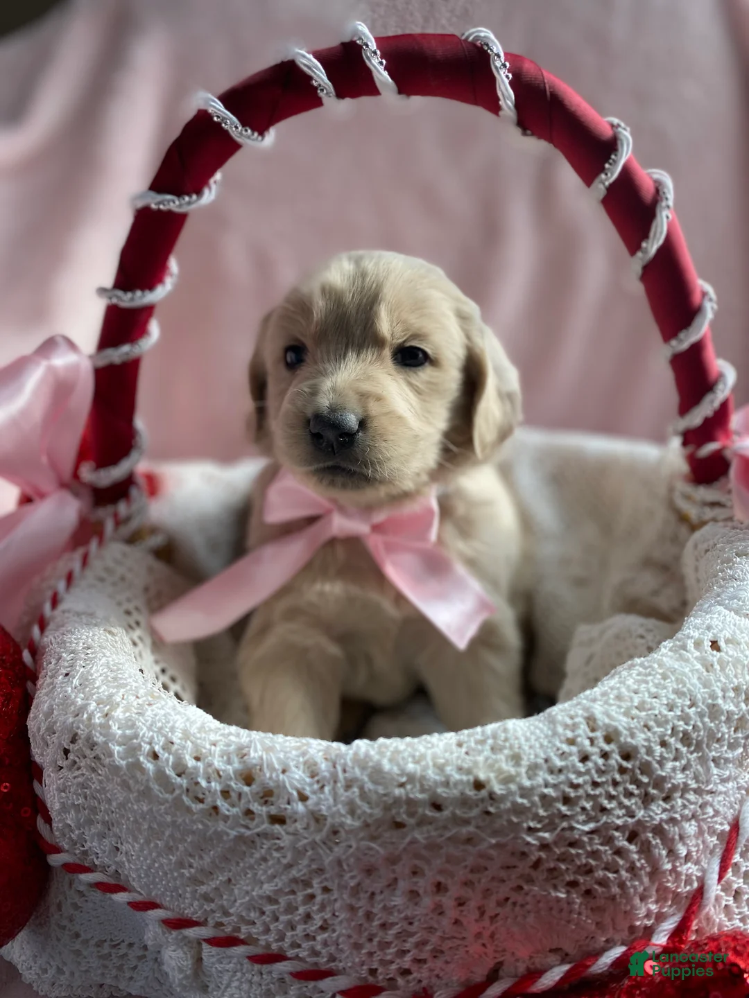 Mixed Breed dogs for sale: Goldilocks  - Ad 1