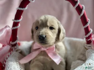 Mixed Breed dogs Goldilocks - Ad 10