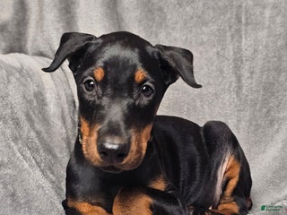 Doberman Pinscher dogs Bella - Ad 14