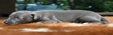 Taz