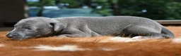 Italian Greyhound dogs for sale: Taz - Ad 1