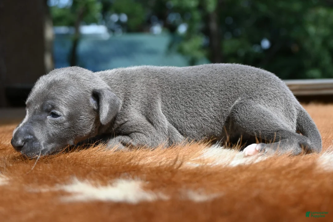 Italian Greyhound dogs for sale: Taz - Ad 1