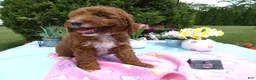 Mini Goldendoodle dogs for sale: Mini Goldendoodle 5 Cookie - Ad 1