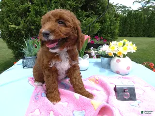 Mini Goldendoodle dogs Mini Goldendoodle 5 Cookie - Ad 7