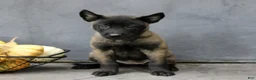 Belgian Malinois dogs for sale: Rosie  - Ad 3