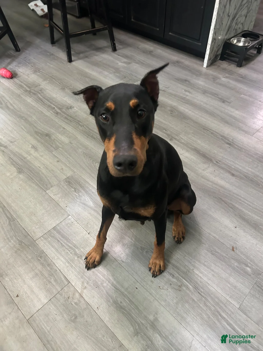 Mixed Breed dogs for sale: Puppy 9  - Ad 3