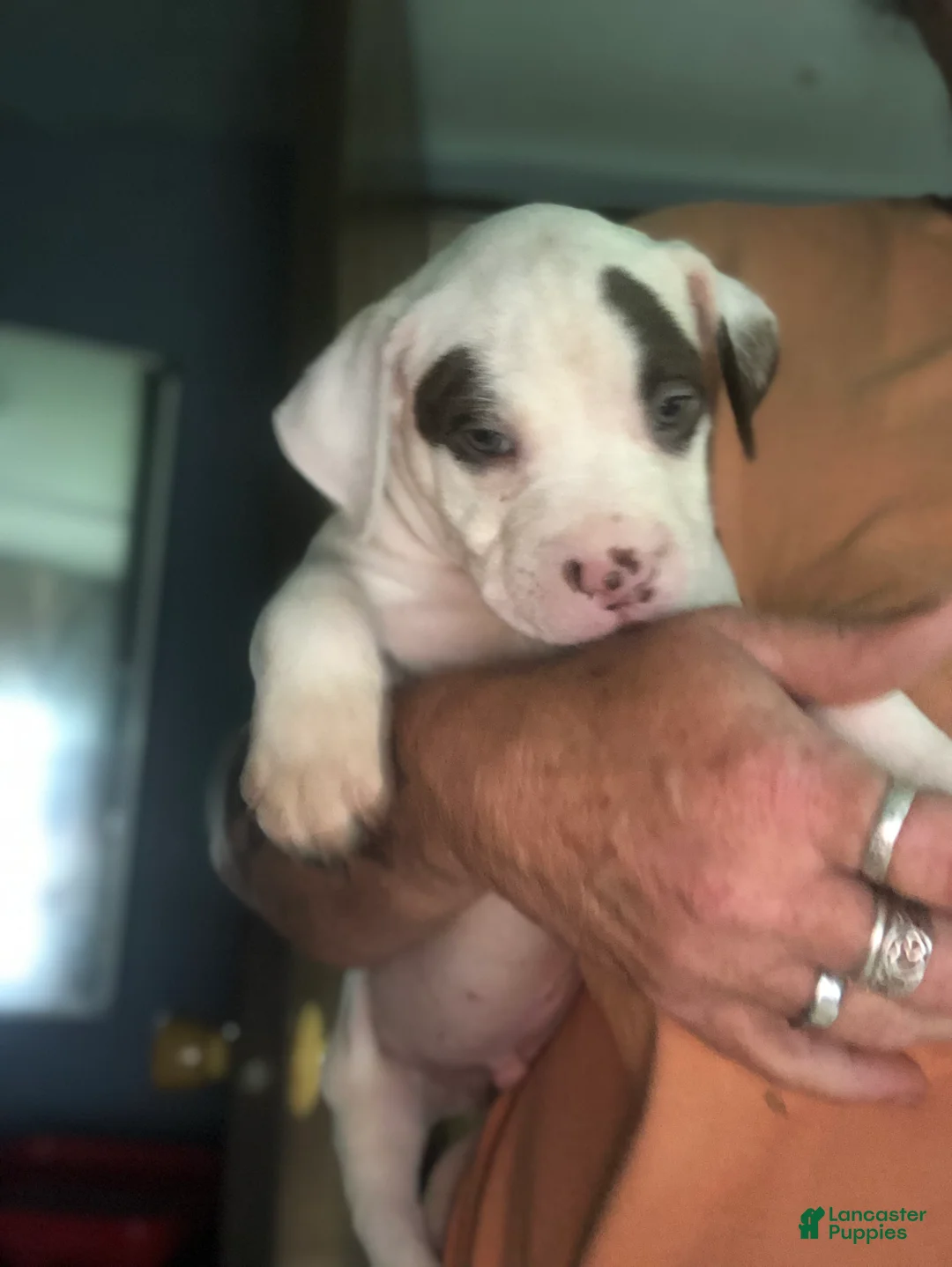 Mixed Breed dogs for sale: Mixed Breed Puppy 3 - Ad 1