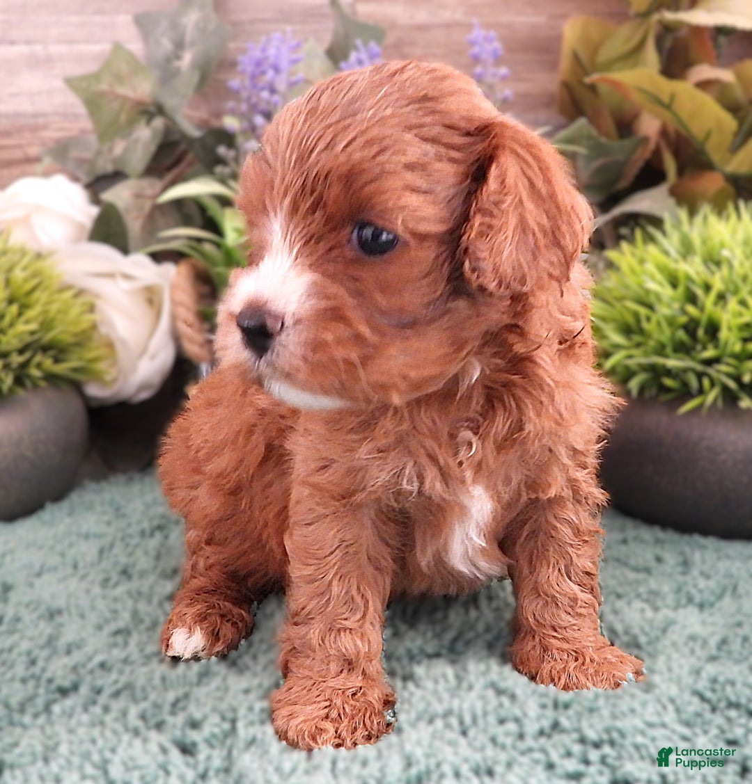 Cavapoo dogs for sale: Cavapoo Female #1 (Autumn's) - Ad 3