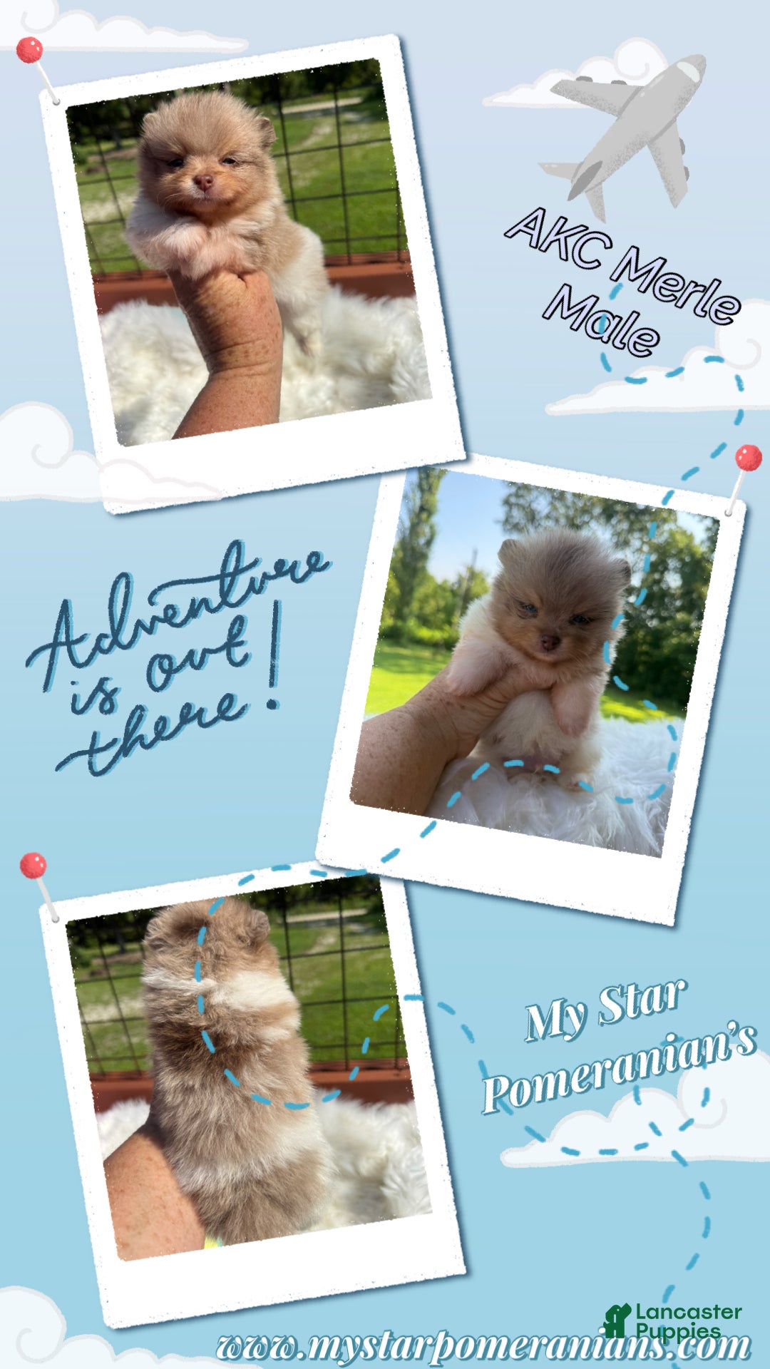 Pomeranian dogs #3 - Ad 37