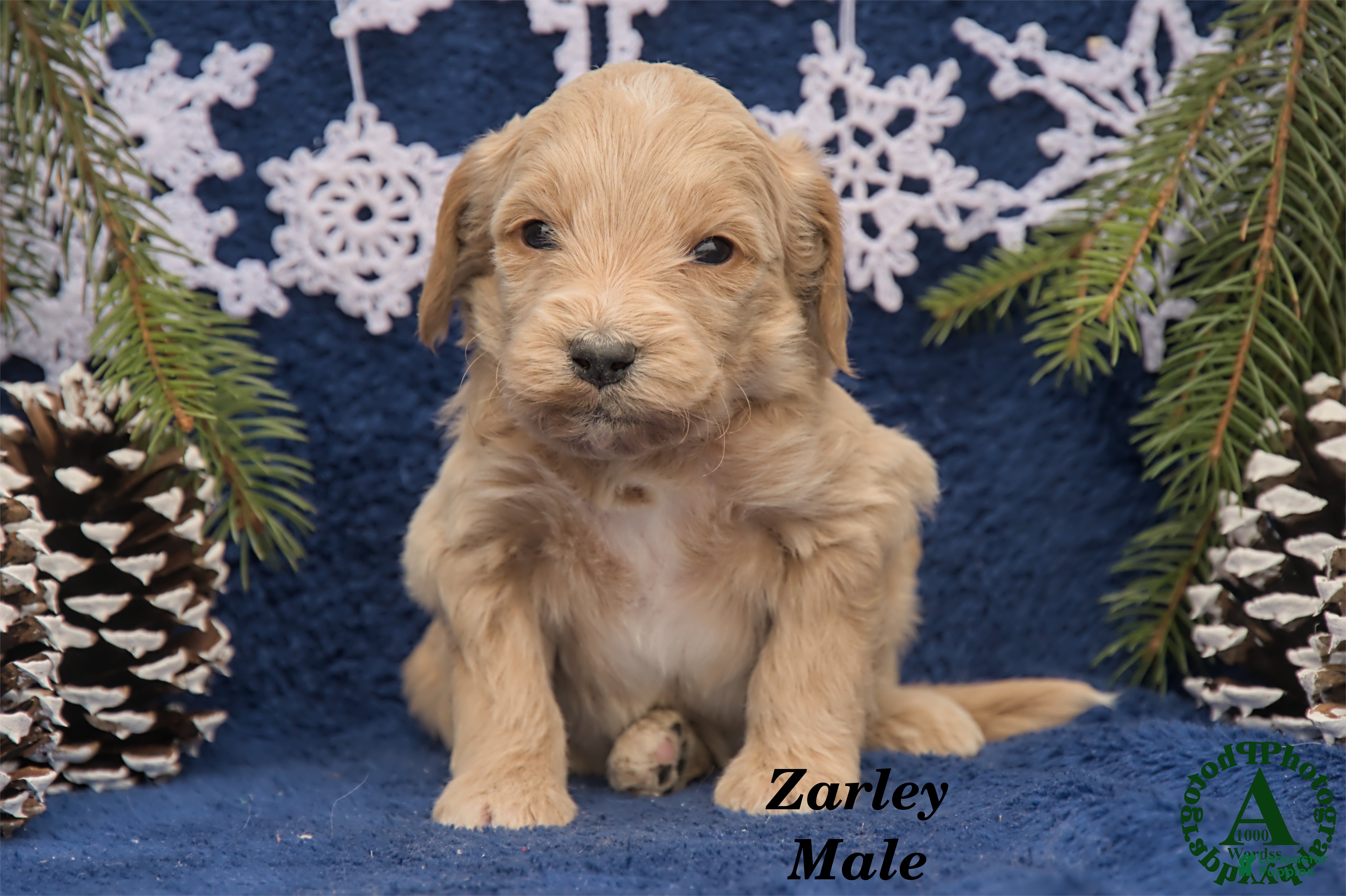 Mini Goldendoodle dogs Zarley - Ad 32