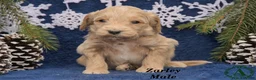 Mini Goldendoodle dogs for sale: Zarley - Ad 1