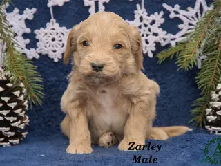 Mini Goldendoodle dogs Zarley - Ad 32
