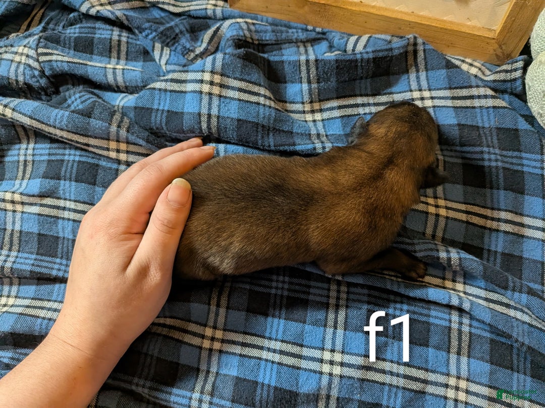 Belgian Malinois dogs for sale: Belgian Malinois Puppy 10 - Ad 2