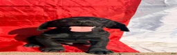 Labrador Retriever dogs for sale: Labrador Retriever 4 - Ad 2