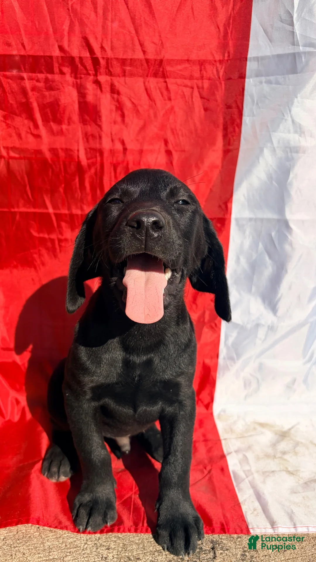 Labrador Retriever dogs for sale: Labrador Retriever 4 - Ad 2