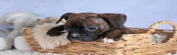 Boxer dogs for sale: Striker - Ad 17