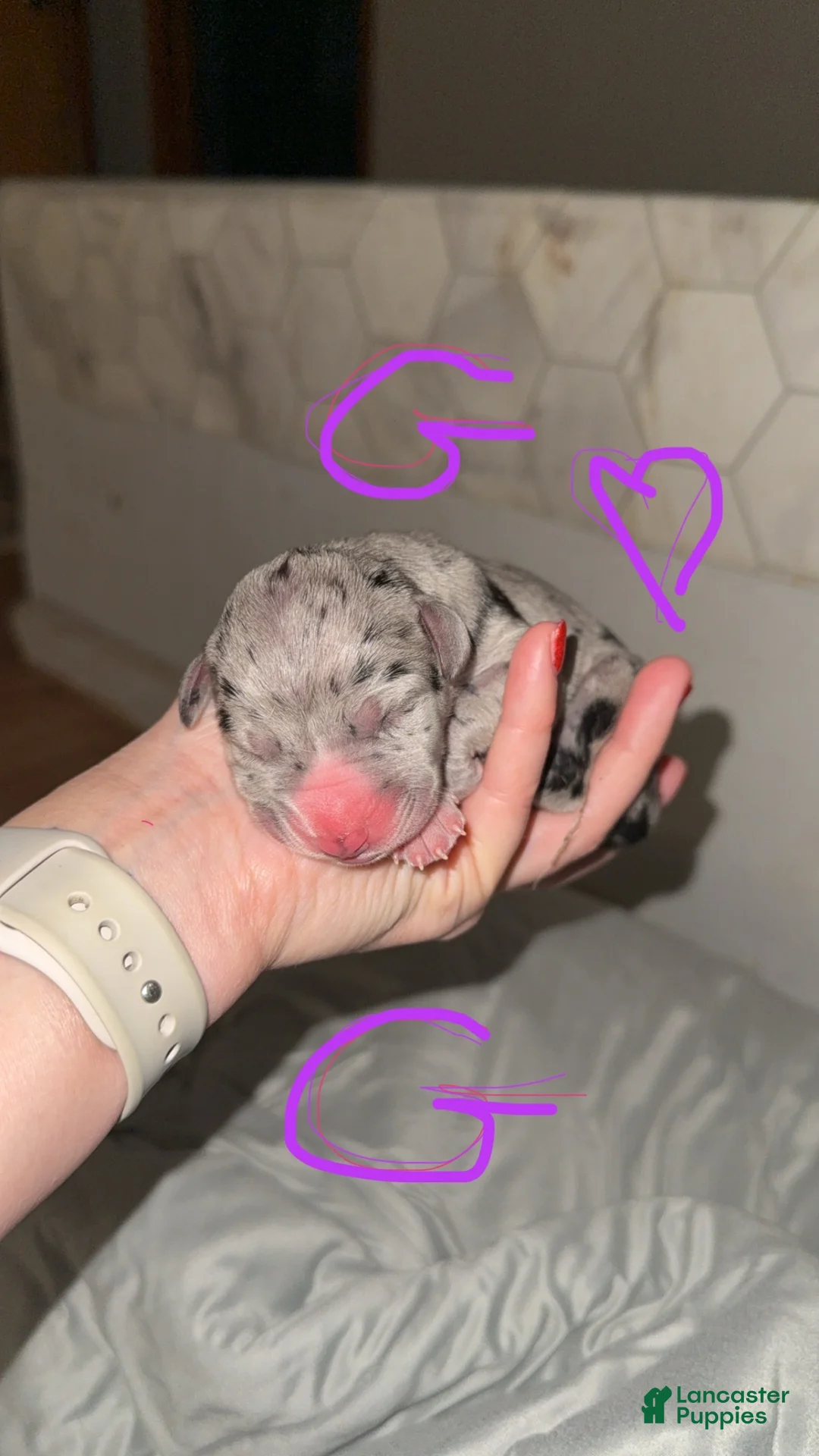 Great Dane dogs for sale: Angel - Ad 7