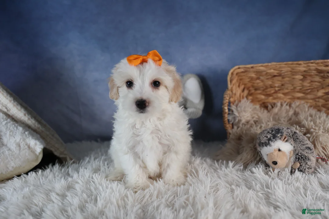 Havapoo dogs for sale: FROSTY - Ad 9