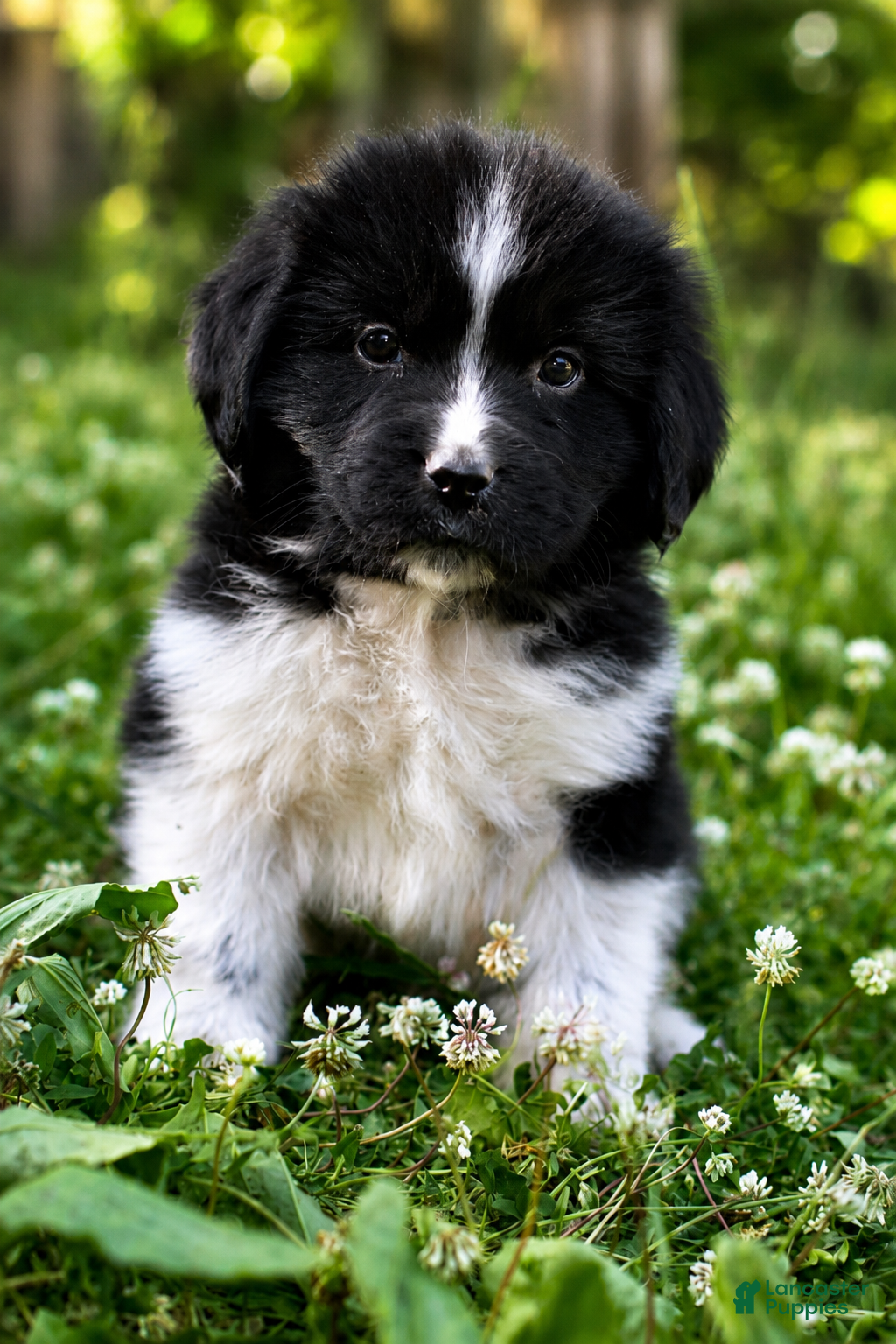Newfoundland dogs Rosalina - Ad 1