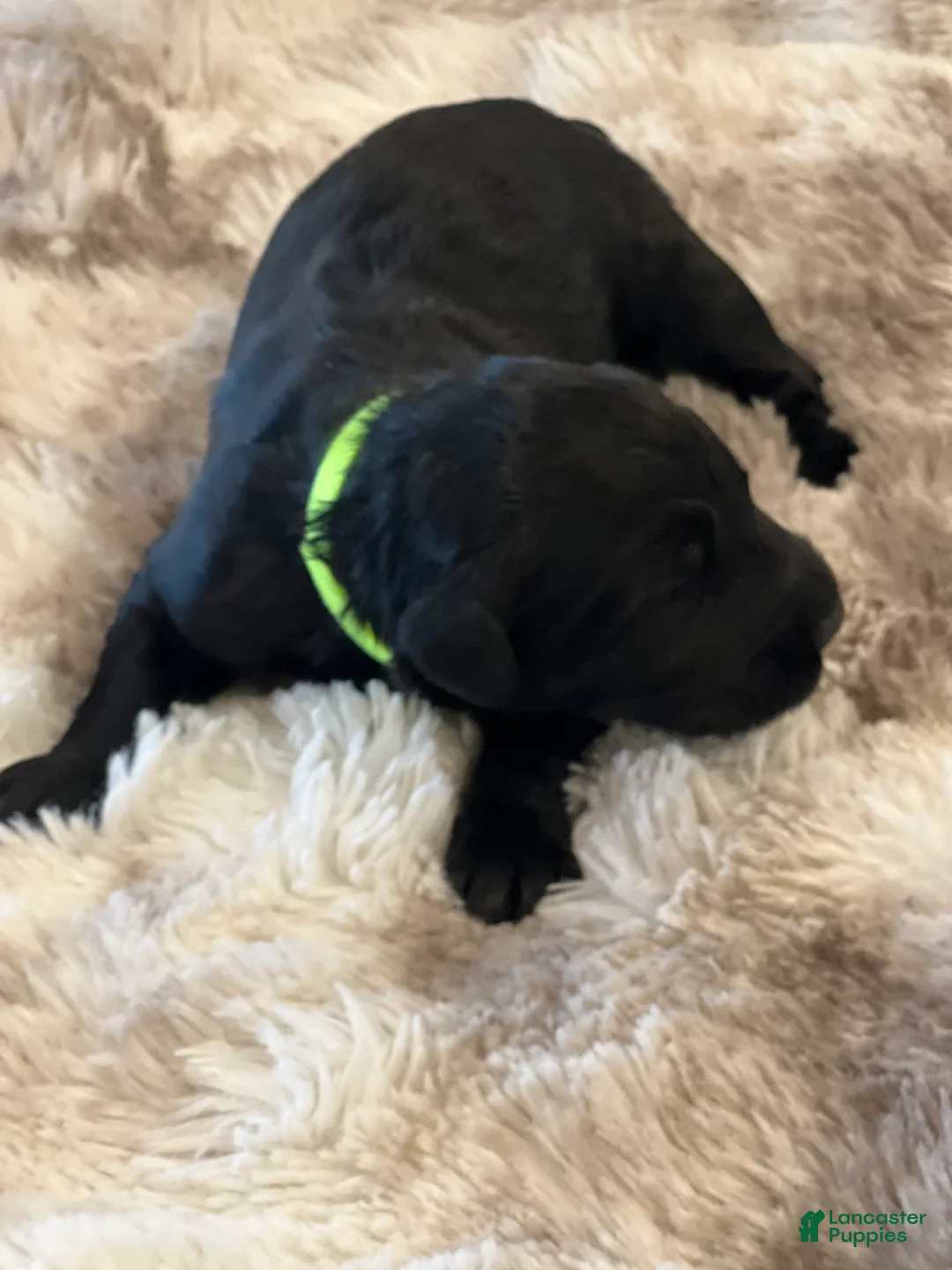 Giant Schnauzer dogs for sale: Archibald “Archie”  - Ad 3
