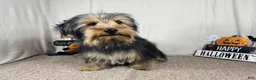 Yorkshire Terrier dogs for sale: Yorkshire Terrier 1 - Ad 2