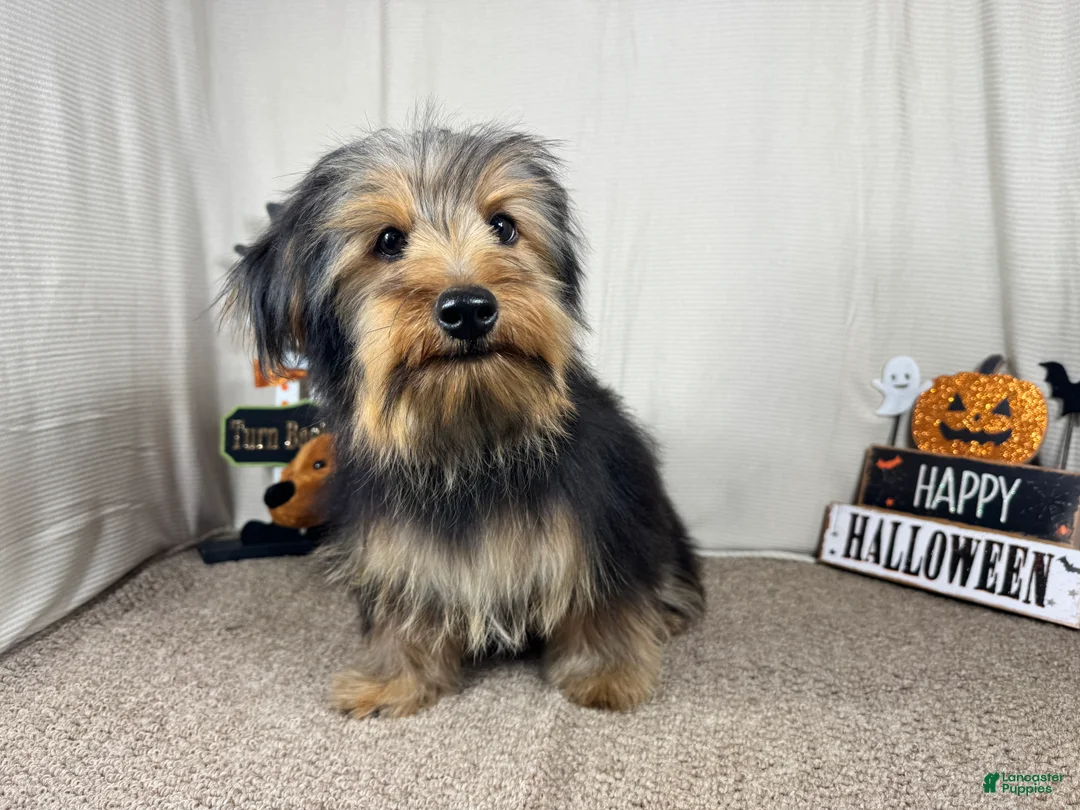 Yorkshire Terrier dogs for sale: Yorkshire Terrier 1 - Ad 2