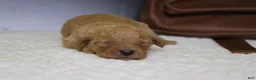 Goldendoodle dogs for sale: Pesto - Ad 3
