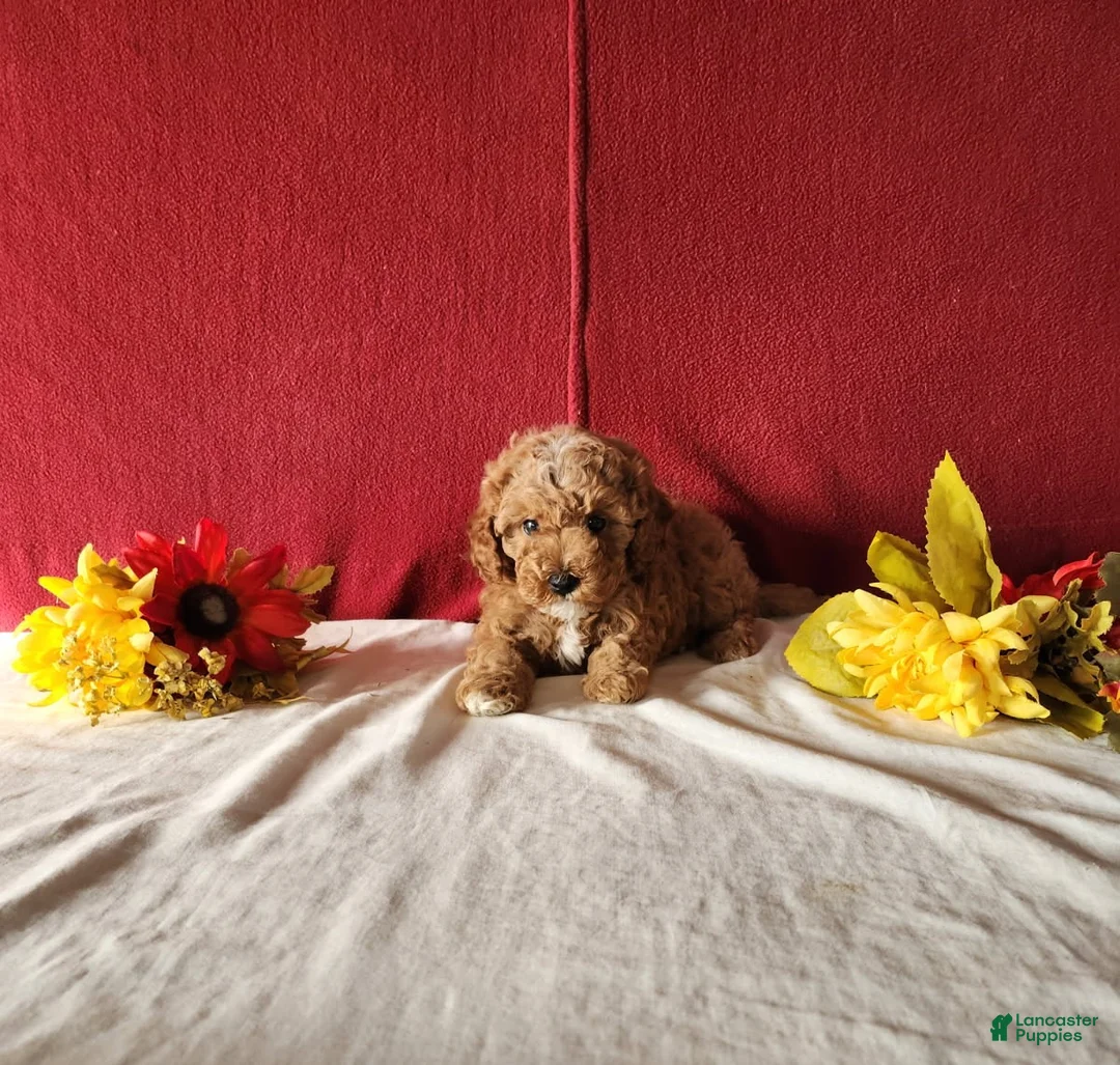 Cavapoo dogs for sale: Tribute - Ad 5