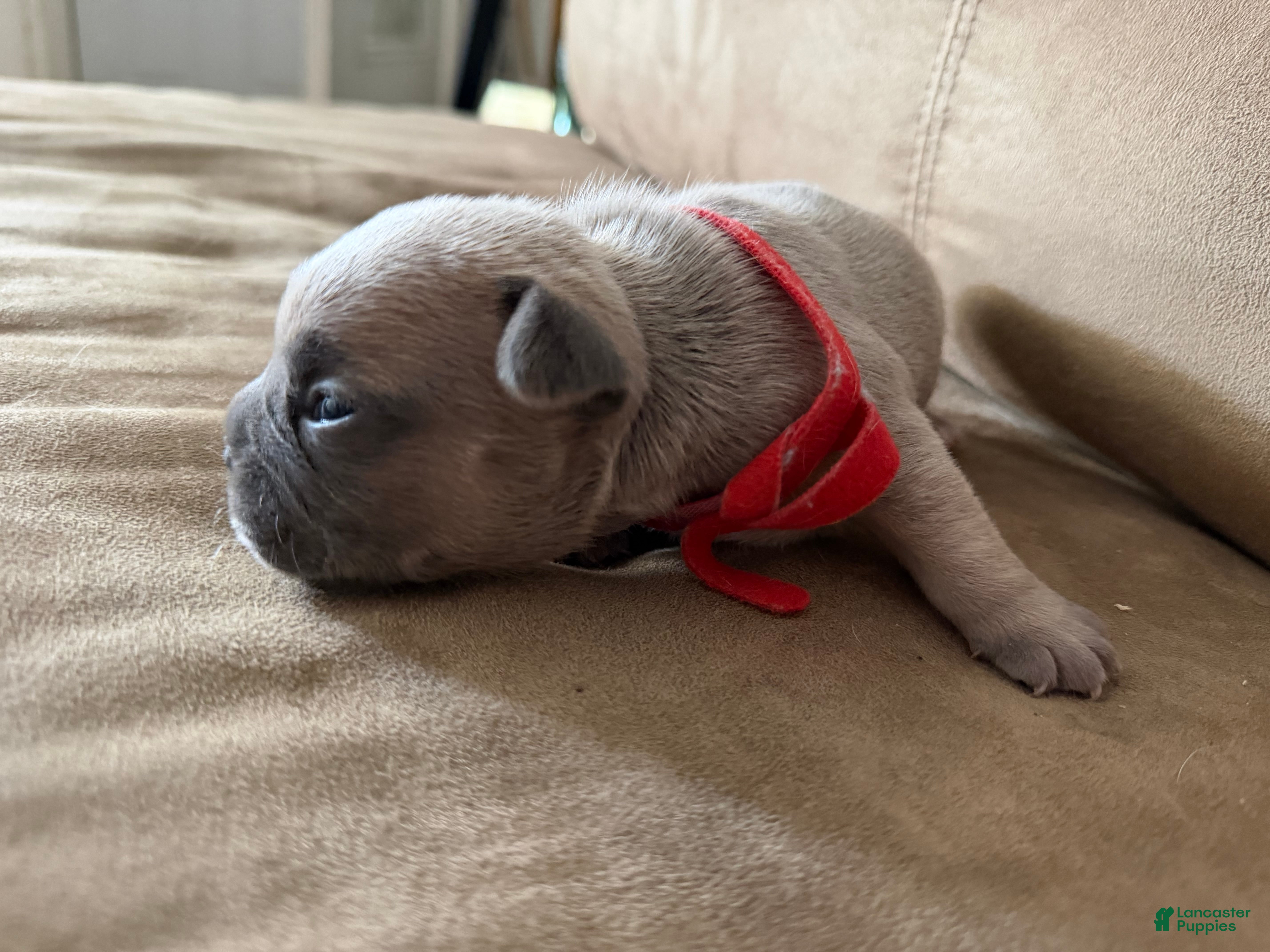 French Bulldog dogs French Bulldog Puppy 1 - Ad 6